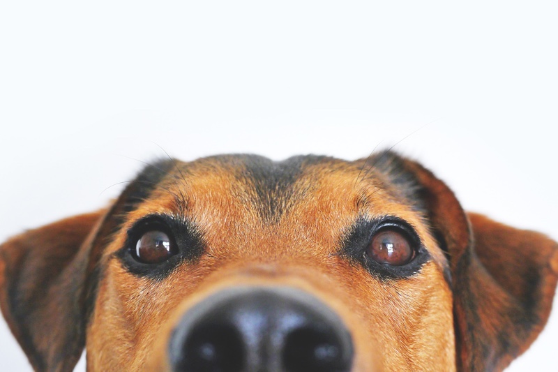 Могут ли собаки получить розовый глаз