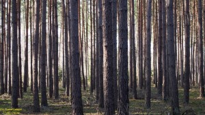 Основные лесообразующие породы в Польше