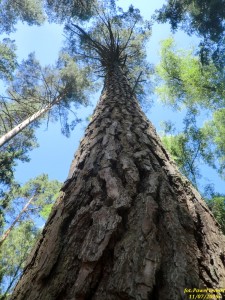 Преимущественное использование хвойной древесины в 19 веке способствовало высокой доле хвойных пород в польских лесах
