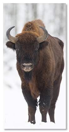 На востоке Польши нетрудно встретить другого гиганта - европейского бизона ( Bison bonasus )