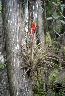 Деревья в гамаке из лиственных пород редко вырастают до более чем 50 футов (15 м) из-за ненастной погоды
