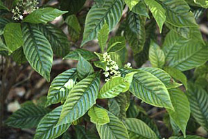 Средняя часть гамака занята более мелкими деревьями того же вида, встречающимися в балдахине, а также некоторыми более мелкими видами деревьев, такими как кора корицы ( Canella winterana ) и белая пробка ( Eugenia axillaris )