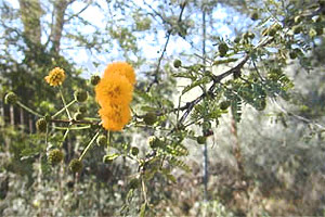 Ядовитое дерево (Metopium toxiferum)